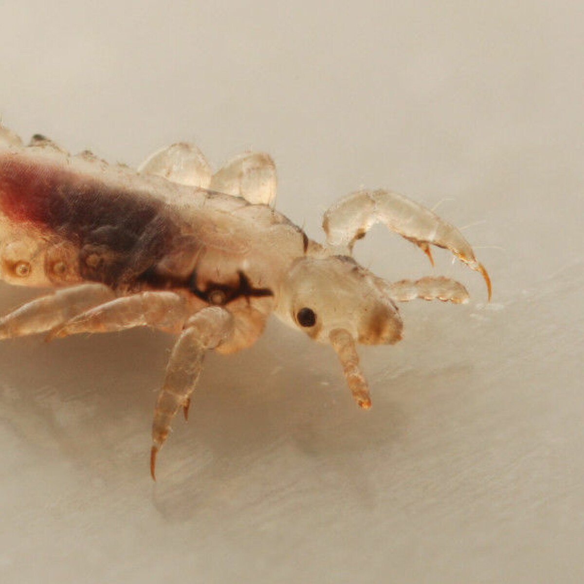 Do lice prefer some people more than others?