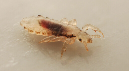 Do lice prefer some people more than others?