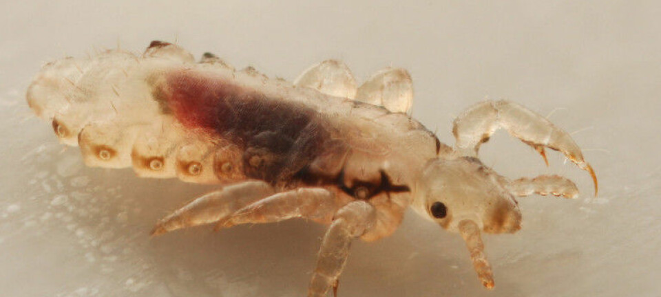 New effective control method found to control long-tailed silverfish - NIPH