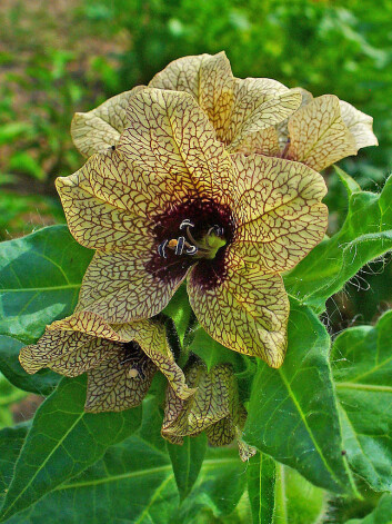 Stinking henbane, Hyoscyamus niger. (Photo: H. Zell / Wikimedia commons, GNU FDL) Stinking henbane, Hyoscyamus niger. (Photo: H. Zell / Wikimedia commons, GNU FDL)