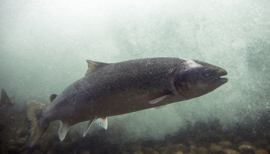 If dead fish meant that fish farmers might not get new concessions to farm, the problems that threaten fish welfare in farming will be solved faster, thinks researcher Tore Kristiansen from the Norwegian Institute of Marine Research in Bergen. The salmon in the photo is a wild one - fish being farmed would not have this much space to themselves, which is part of the challenge. (Photo: Gertjan Hooijer / Shutterstock / NTB scanpix) If dead fish meant that fish farmers might not get new concessions to farm, the problems that threaten fish welfare in farming will be solved faster, thinks researcher Tore Kristiansen from the Norwegian Institute of Marine Research in Bergen. The salmon in the photo is a wild one - fish being farmed would not have this much space to themselves, which is part of the challenge. (Photo: Gertjan Hooijer / Shutterstock / NTB scanpix)