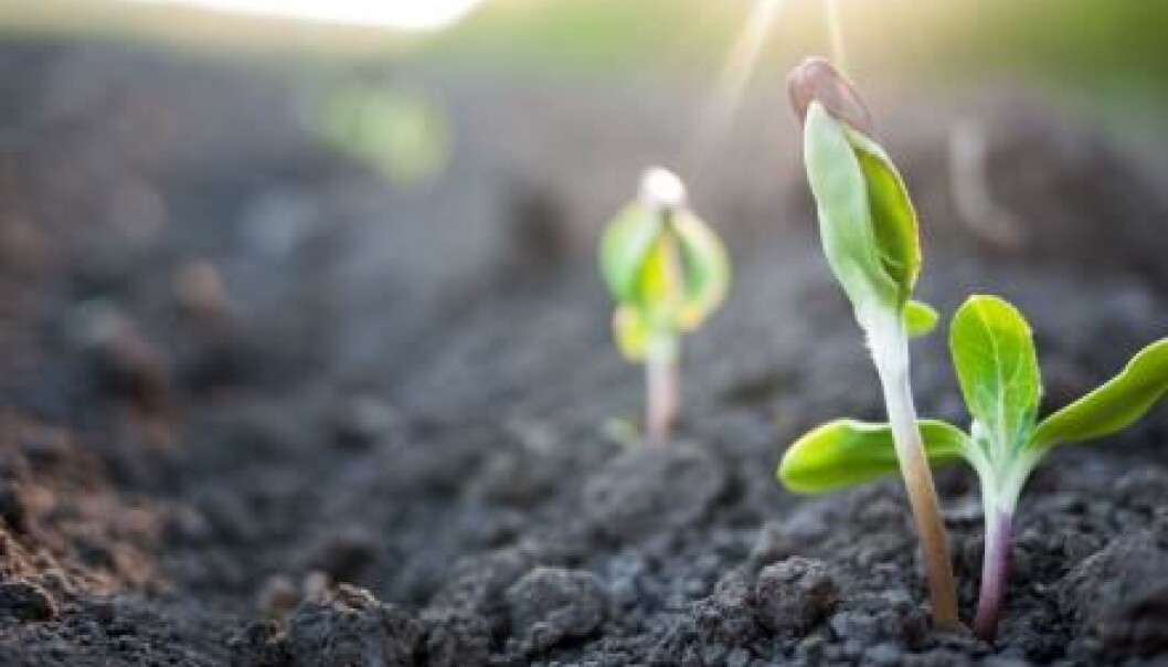 Healthy plant growth and optimized plant yields are dependent on the retention of adequate phosphorus. (Photo: Microstock) Healthy plant growth and optimized plant yields are dependent on the retention of adequate phosphorus. (Photo: Microstock)