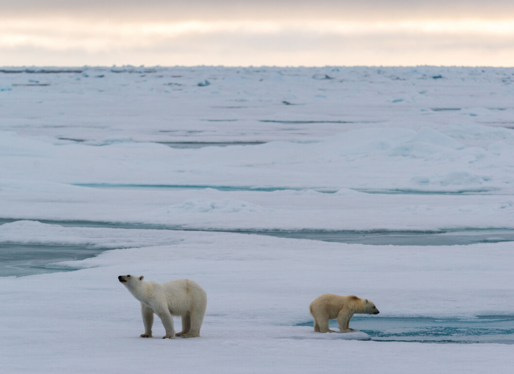 A family of polar bears on the sea ice near Svalbard. (Foto: Andreas Wolden / Havforskningsinstituttet) A family of polar bears on the sea ice near Svalbard. (Foto: Andreas Wolden / Havforskningsinstituttet)
