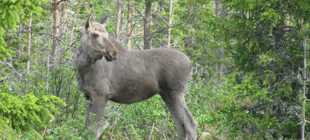 Return of Scandinavian wolves means fewer moose