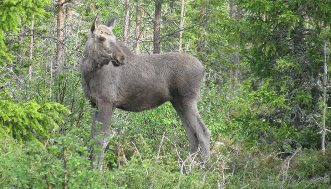 New Norwegian-Swedish research shows that reductions in moose numbers in the two countries are partly due to the growing wolf population. Where wolf predation is highest, there will be fewer animals left for hunters. Three out of four moose killed by wolves are probably calves like this one. (Photo: Barbara Zimmermann) New Norwegian-Swedish research shows that reductions in moose numbers in the two countries are partly due to the growing wolf population. Where wolf predation is highest, there will be fewer animals left for hunters. Three out of four moose killed by wolves are probably calves like this one. (Photo: Barbara Zimmermann)
