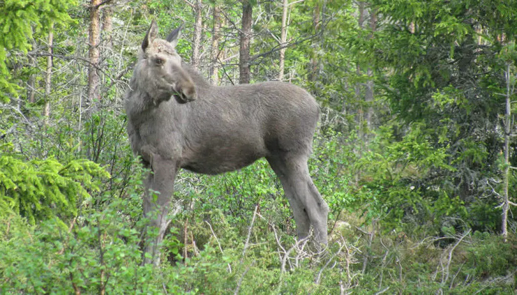 New Norwegian-Swedish research shows that reductions in moose numbers in the two countries are partly due to the growing wolf population. Where wolf predation is highest, there will be fewer animals left for hunters. Three out of four moose killed by wolves are probably calves like this one. (Photo: Barbara Zimmermann)