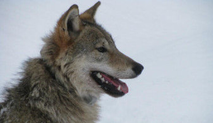 The wolf's main prey in Scandinavia is moose. The photo shows a male pup from the Bograngen pack in Finnskogen, on the Norwegian/Swedish border. Researchers can follow the pup using a GPS system. (Photo: Barbara Zimmermann) The wolf's main prey in Scandinavia is moose. The photo shows a male pup from the Bograngen pack in Finnskogen, on the Norwegian/Swedish border. Researchers can follow the pup using a GPS system. (Photo: Barbara Zimmermann)