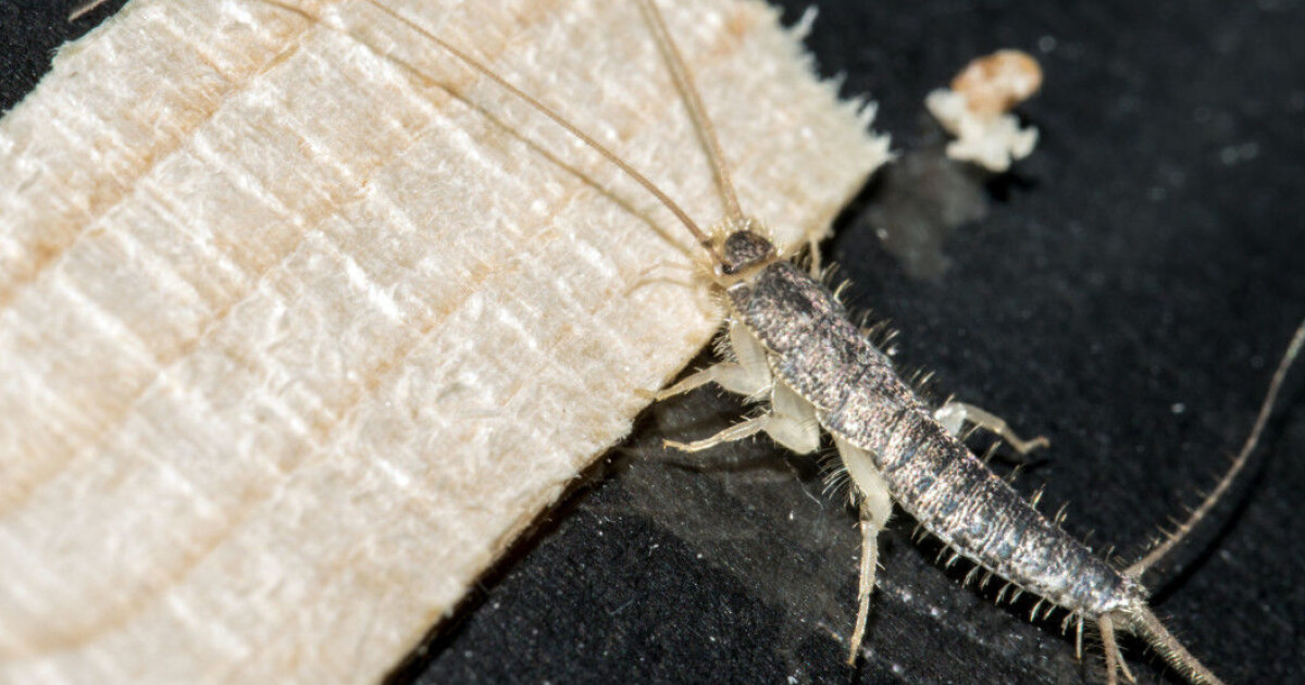 Long Silverfish You can combat long-tailed silverfish efficiently and safely, it turns out