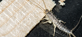 You can combat long-tailed silverfish efficiently and safely, it turns out