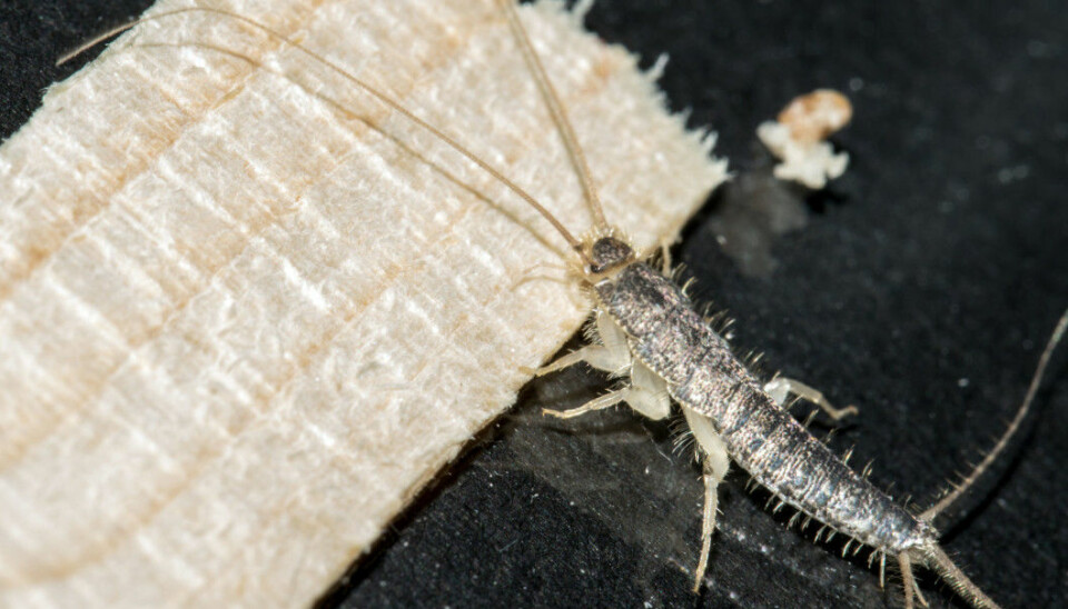 You can combat long-tailed silverfish efficiently and safely, it turns out