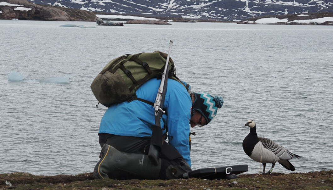 Maarten J.J.E. Loonen, a professor at the University of Groningen's Arctic Centre, checks his data while a study participant looks on. (Photo by Paul Wenzel Geissler.) Maarten J.J.E. Loonen, a professor at the University of Groningen's Arctic Centre, checks his data while a study participant looks on. (Photo by Paul Wenzel Geissler.)