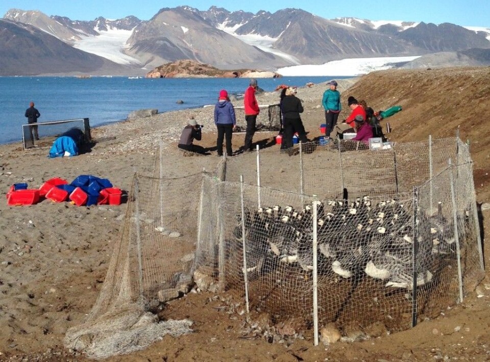 A gaggle of geese waits for a gaggle of researchers to work with them. (Photo: Christiane Huber)