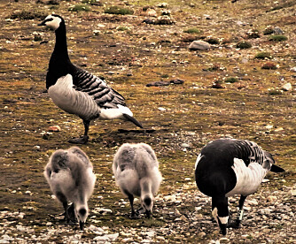 Goslings and geese feeding outside of Ny-Ålesund on Svalbard. The ID band that researchers use to identify individual geese is clearly visible on the goose to the right in the picture.(Photo: Kate Layton-Matthews/NTNU) Goslings and geese feeding outside of Ny-Ålesund on Svalbard. The ID band that researchers use to identify individual geese is clearly visible on the goose to the right in the picture.(Photo: Kate Layton-Matthews/NTNU)