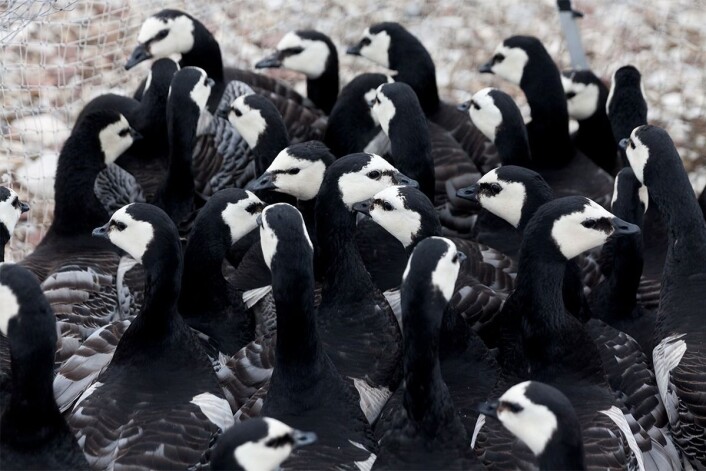Svalbard barnacle geese awaiting being weighed and banded, if they haven’t gotten an ID band yet. (Photo: Ronald Cornelisse.) Svalbard barnacle geese awaiting being weighed and banded, if they haven’t gotten an ID band yet. (Photo: Ronald Cornelisse.)