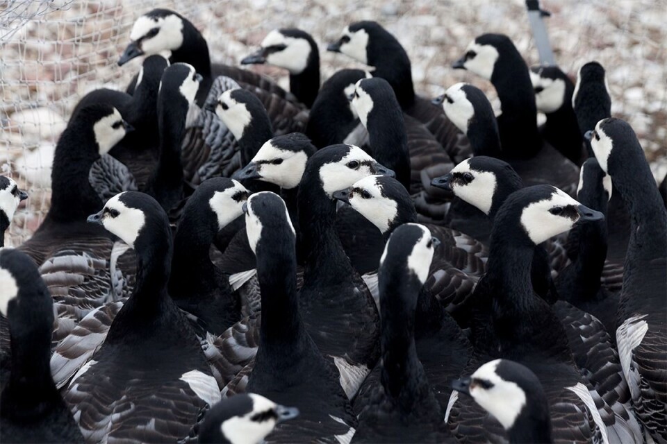 Svalbard barnacle geese awaiting being weighed and banded, if they haven’t gotten an ID band yet. (Photo: Ronald Cornelisse.)