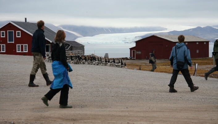 Researchers and geese in Ny-Ålesund. (Photo: Oddvar Midkandal) Researchers and geese in Ny-Ålesund. (Photo: Oddvar Midkandal)