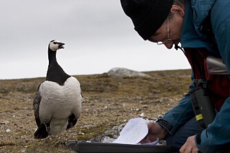 The study subject and the researcher at close quarters. (Photo: Elise Biersma) The study subject and the researcher at close quarters. (Photo: Elise Biersma)