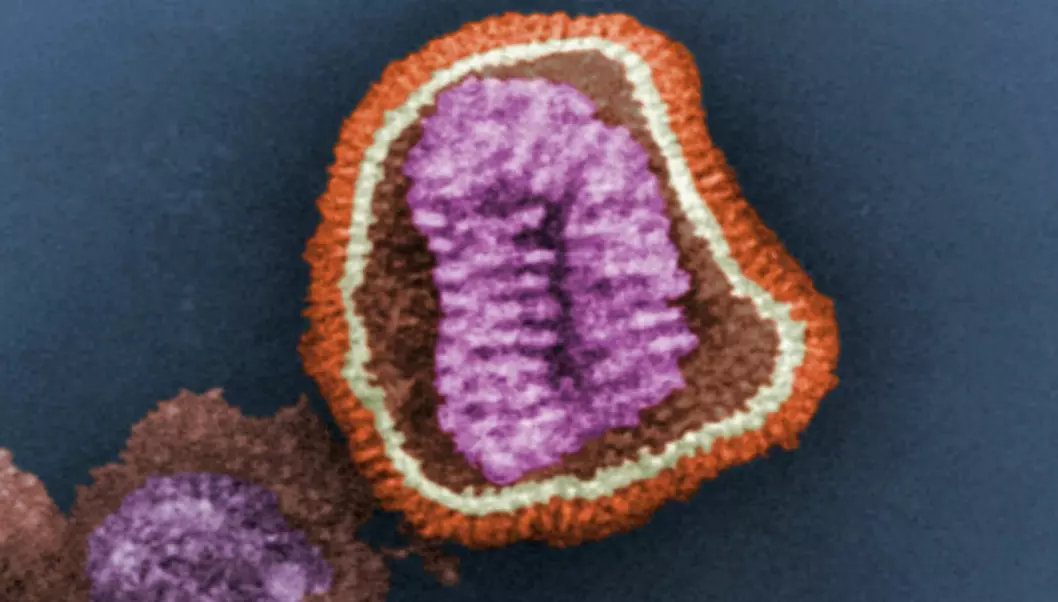 Virus don't act as though they are alive until they enter the cells of other living organisms, for example via your throat. This image shows that the flu virus consists of genetic material (the purple stuff) inside a capsule (the white and red bits). (Foto: Cynthia Goldsmith / Public Health Image Library)
