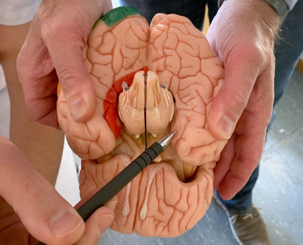 This is the lateral entorhinal cortex – the area of the brain that integrates our sense of time and the content of our memories. (Photo: Kavli Institute for Systems Neuroscience) This is the lateral entorhinal cortex – the area of the brain that integrates our sense of time and the content of our memories. (Photo: Kavli Institute for Systems Neuroscience)