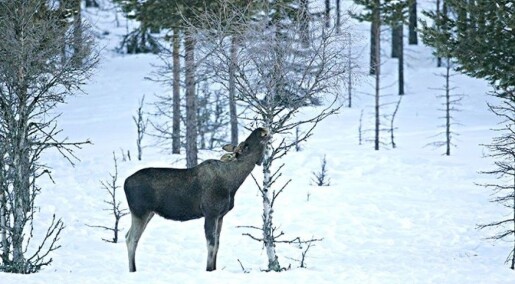 Wolves won’t save the forest Wolves won’t save the forest