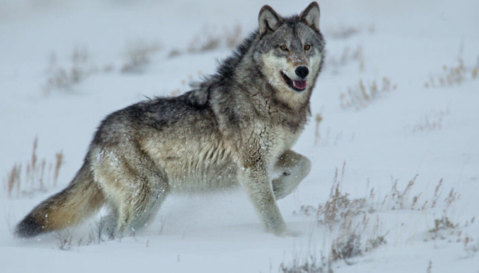 The most well-known story documenting how predators can affect an ecosystem is that of the reintroduction of wolves to Yellowstone National Park. Norwegian and Swedish researchers looked to see if the same holds true for wolves in Scandinavian ecosystems, but were not able to find a significant connection. (Photo: Agnieszka Bacal / Shutterstock / NTB Scanpix)
