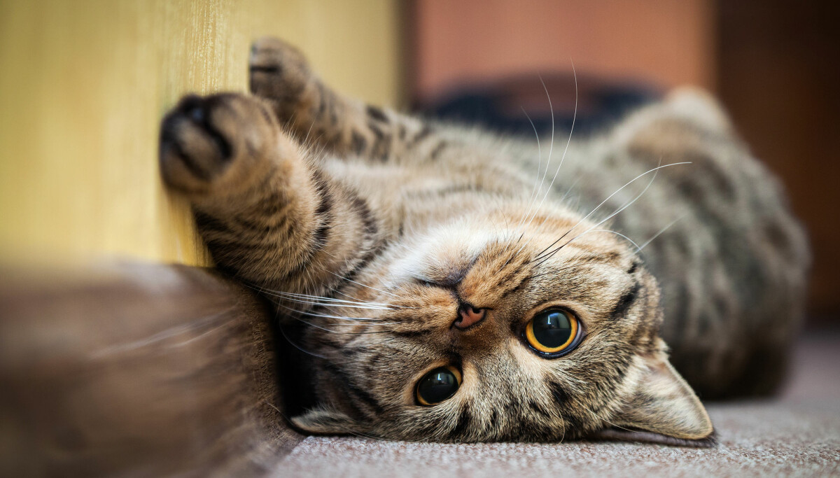 Why Does Your Cat Hiss? — The Reasons Behind This Cat Noise
