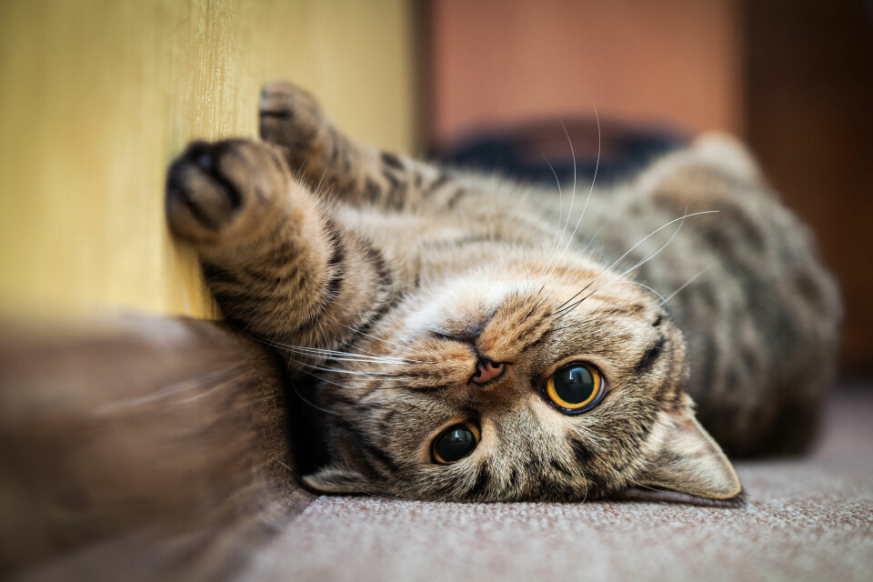 'Meow! Come and play.” (Photo: GreenArt / Shutterstock / NTB scanpix)