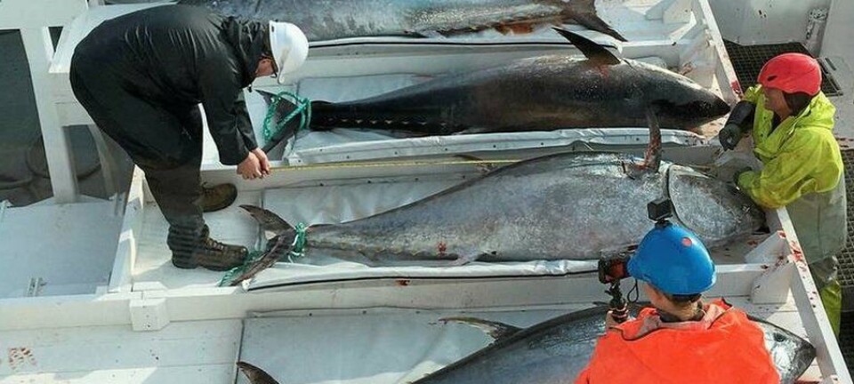 Scientists uncover the ''home'' of bluefin tuna in the North Atlantic