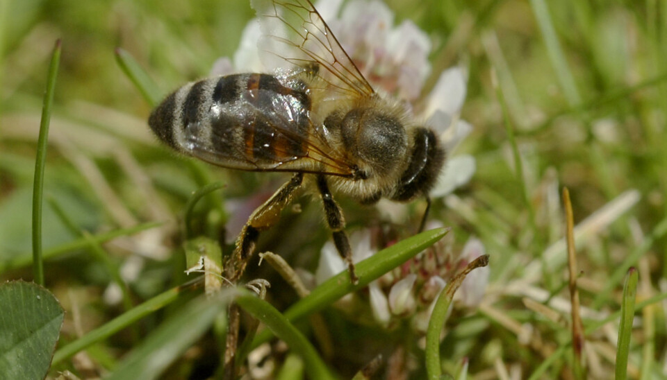 The theory of evolution states that all animals on the Earth have evolved. But what are the preconditions for evolving? The CAS project wants to understand the potential for organisms to survive, and adapt to different environments. (Photo: Terje Pedersen/NTB Scanpix)