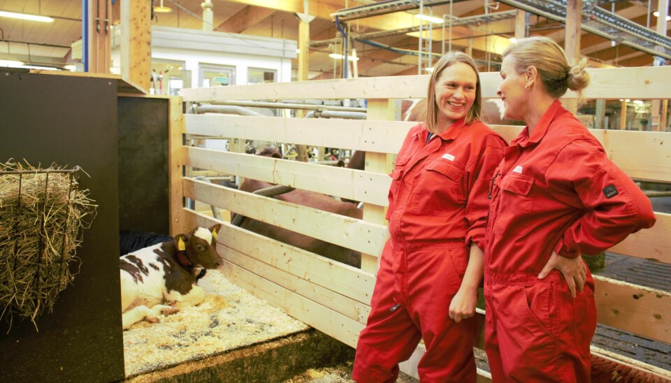 This area houses three calves that are part of the experiment. One of the mothers lies outside the pen, which allows them to make contact even if they aren’t together all the time. Irma Oskam and Julie Føske Johnsen are pleased with the new set-up.