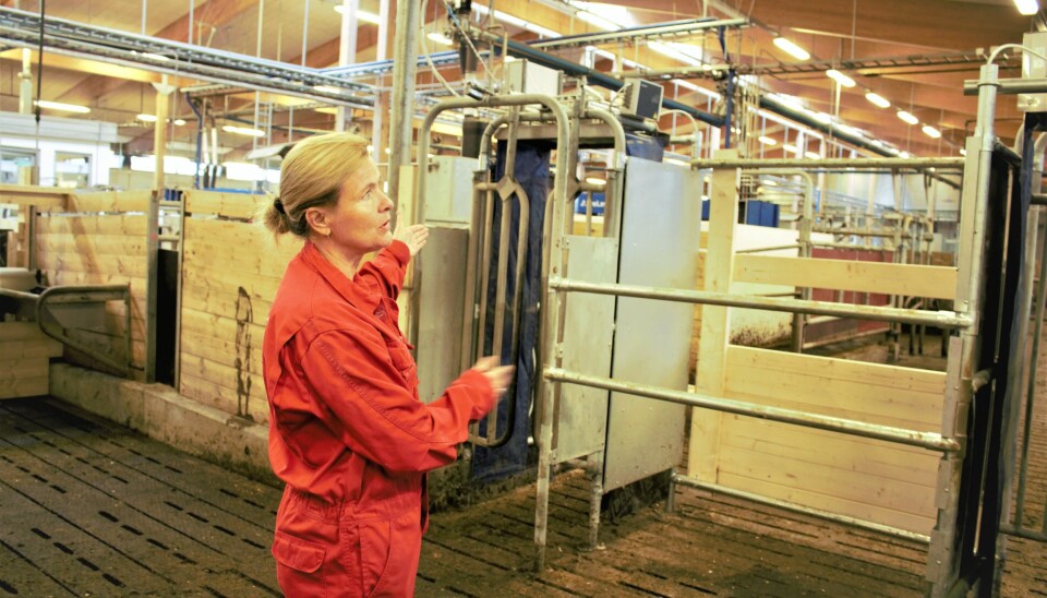Irma Oskam, head of the Animal Production Experimental Centre, shows off the gate that allows mother cows to pass through to see their calves. Afterwards, the cows can go out again to eat and rest.