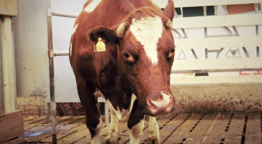 She’s given birth to six calves before — but now she finally gets to be a mother She’s given birth to six calves before — but now she finally gets to be a mother