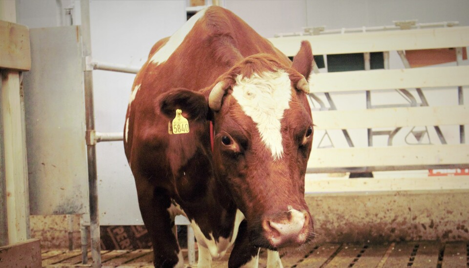 The Animal Production Experimental Centre is studying a new approach that allows a cow to stay with its calf, while the farmer gradually limits contact.