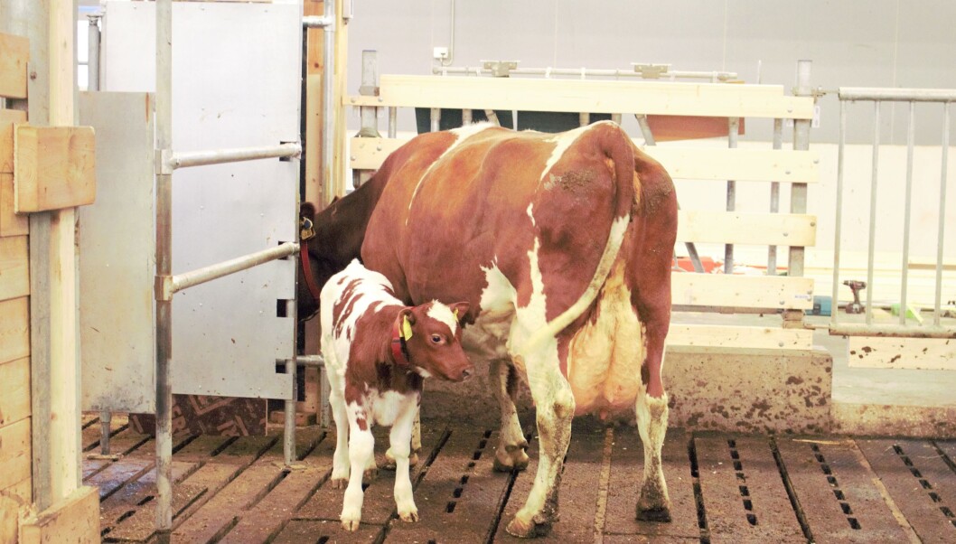 Here, "Old Mother" has come to spend time with her calf. Here, "Old Mother" has come to spend time with her calf.