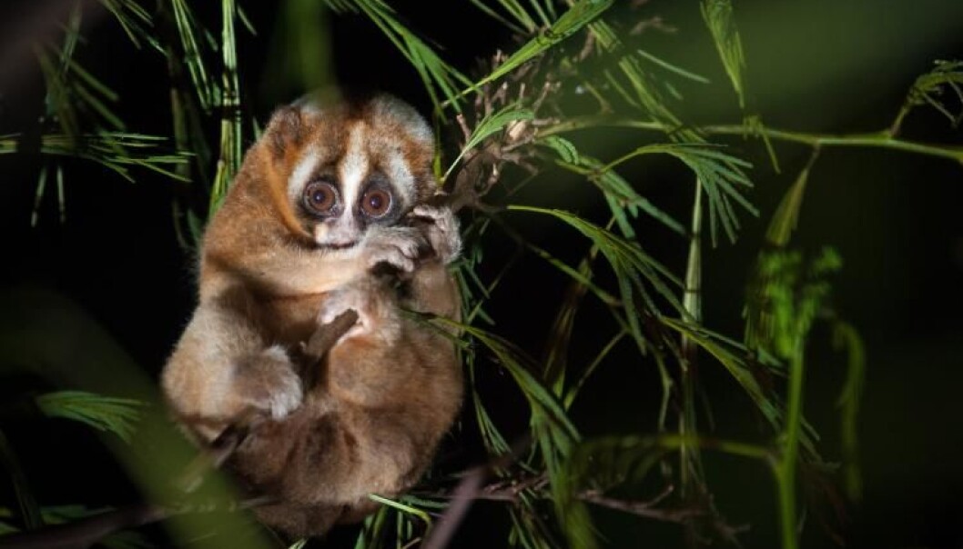 The Javan slow loris is an old species of primate, but has a rhythm of sleep similar to the more modern human rhythm. (Photo: Andrew Walmsley, Oxford Brookes University) The Javan slow loris is an old species of primate, but has a rhythm of sleep similar to the more modern human rhythm. (Photo: Andrew Walmsley, Oxford Brookes University)