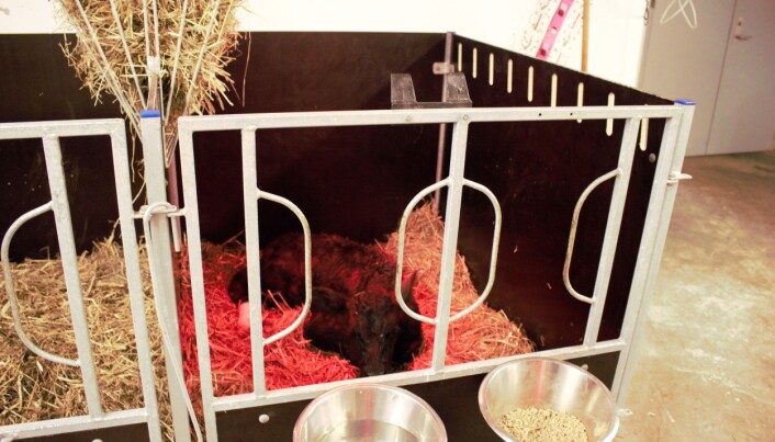 Farmers are allowed to keep calves in this kind of pen until they are two months old. Farmers are allowed to keep calves in this kind of pen until they are two months old.