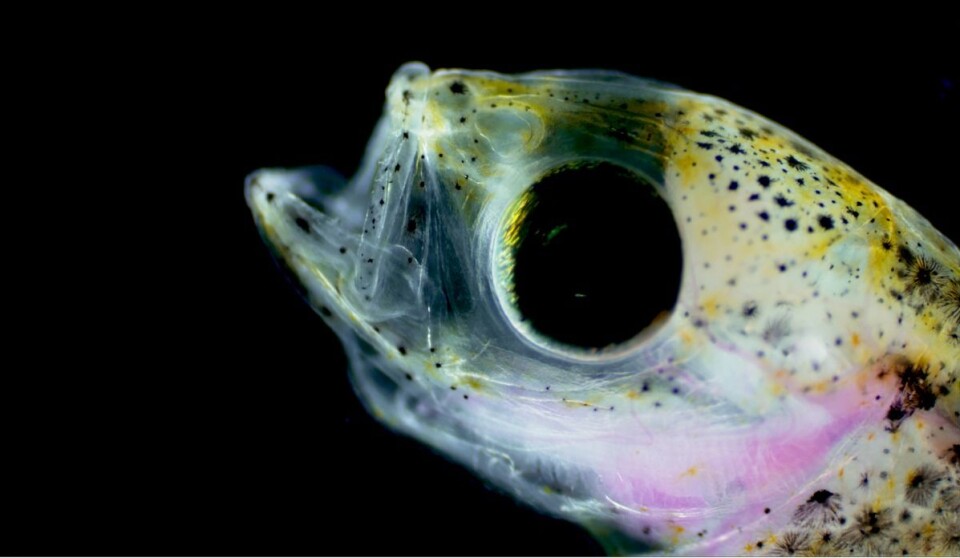 Haddock larvae as seen through a stereo microscope. (Photo: Alessandro Cresci / University of Miami / Institute of Marine Reseach)
