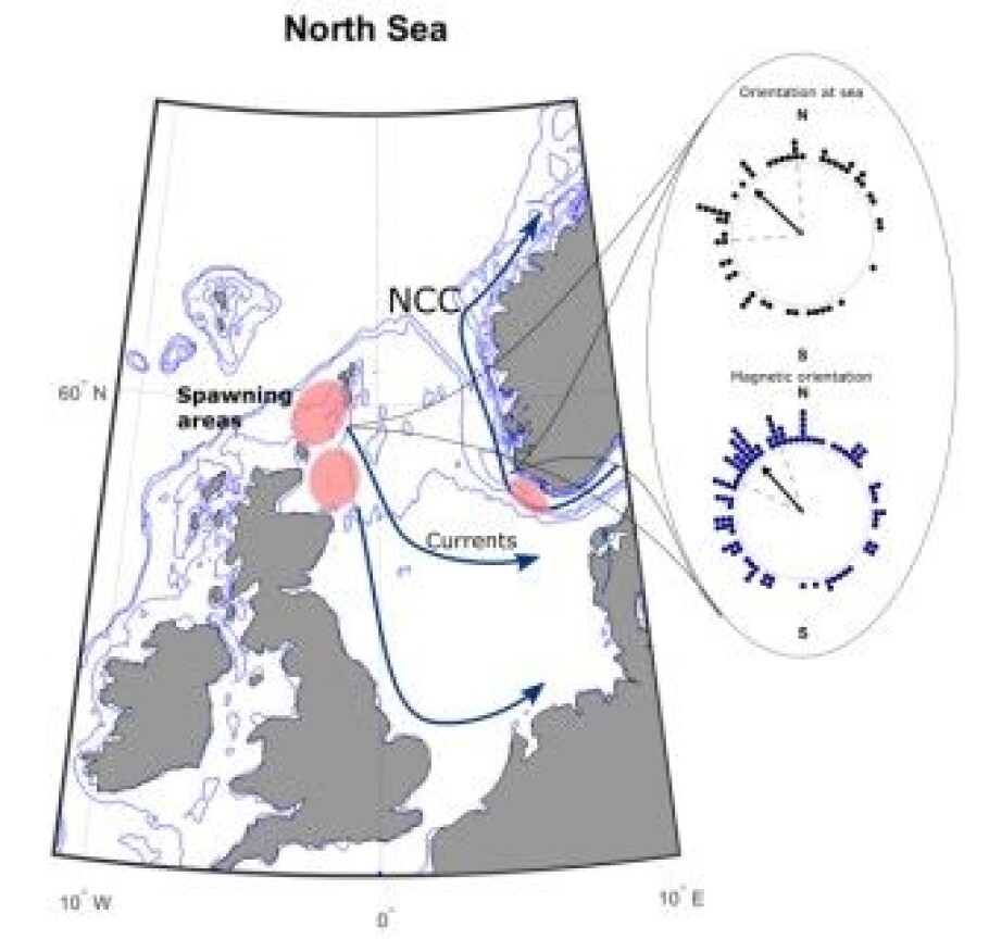 Spawing areas and swimming direciton. I(llustration: Alessandro Cresci)
