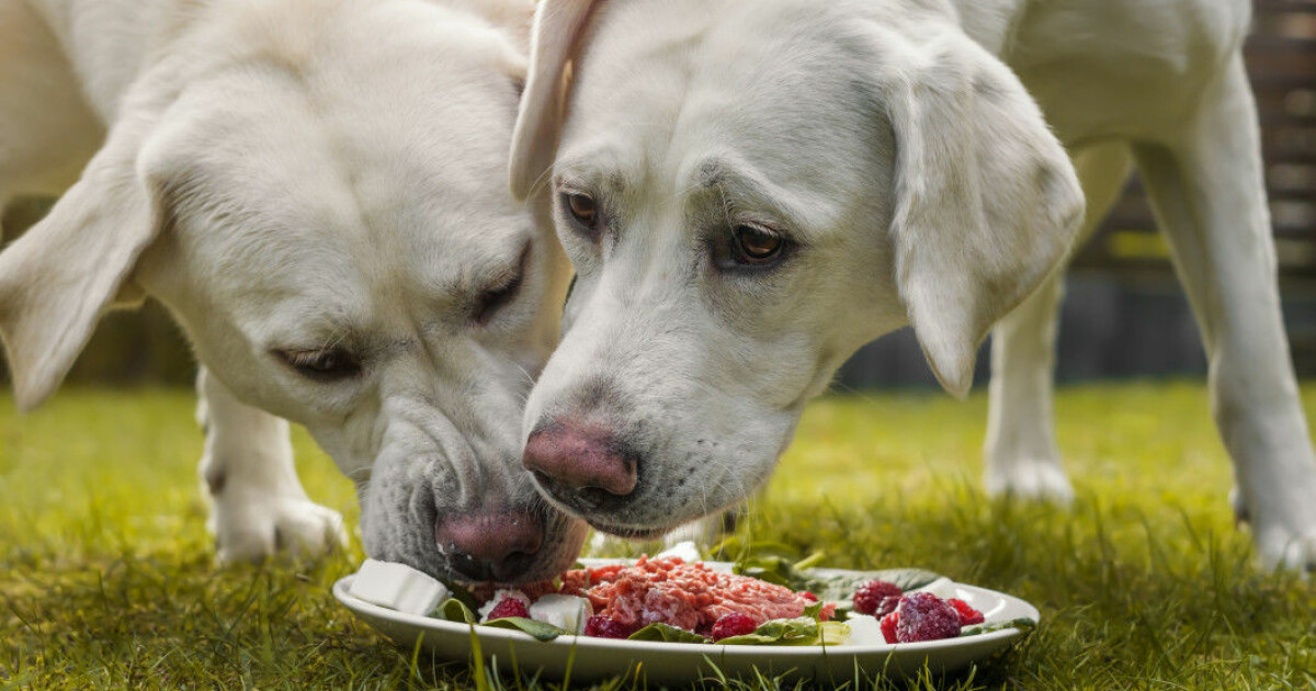 Can Dogs Eat Spicy Foods?