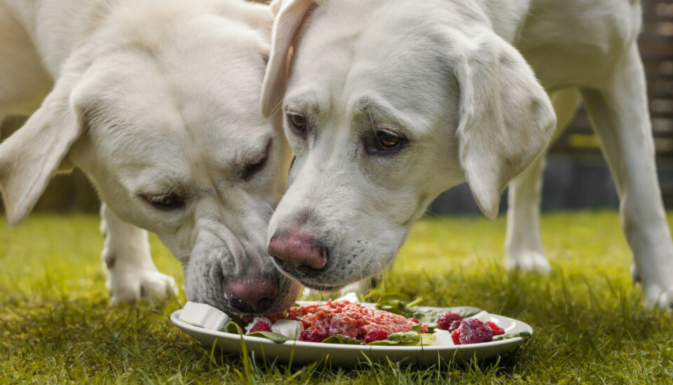 Commercial dog food provides for the entire nutritional needs of a dog in each meal. But it’s fine to give your dog leftovers as a supplement. (Photo: manushot / Shutterstock / NTB scanpix)