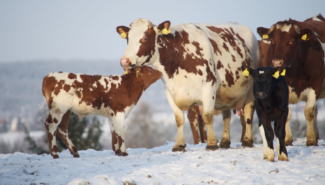 “When we started letting cows and their calves stay together, we saw amazing scenes from real life,” says Grøndahl. “When we started letting cows and their calves stay together, we saw amazing scenes from real life,” says Grøndahl.