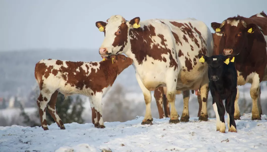 “When we started letting cows and their calves stay together, we saw amazing scenes from real life,” says Grøndahl.