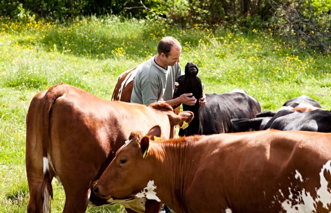 Hans Arild Grøndahl runs an organic farm and allows his cows to be with their calves continuously for the first two months. Hans Arild Grøndahl runs an organic farm and allows his cows to be with their calves continuously for the first two months.
