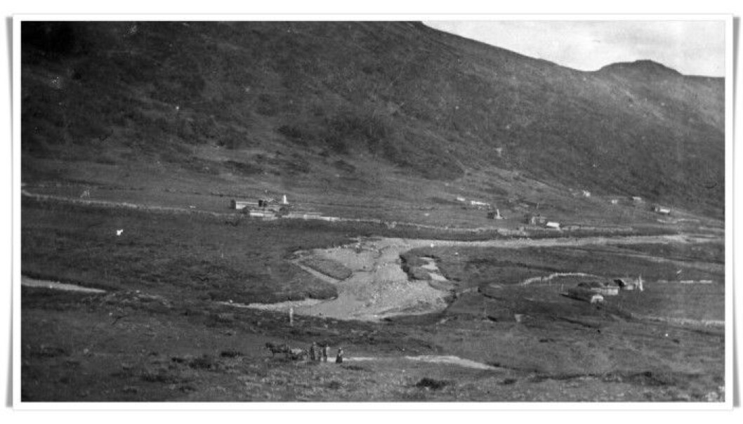 In this photo from Synnerdalen at the head of the valley Budalen in Trøndelag, you can see how the extensive logging of mountain forest dramatically changed the landscape. The picture was taken in 1914. (Photo: Anna Rønning) In this photo from Synnerdalen at the head of the valley Budalen in Trøndelag, you can see how the extensive logging of mountain forest dramatically changed the landscape. The picture was taken in 1914. (Photo: Anna Rønning)