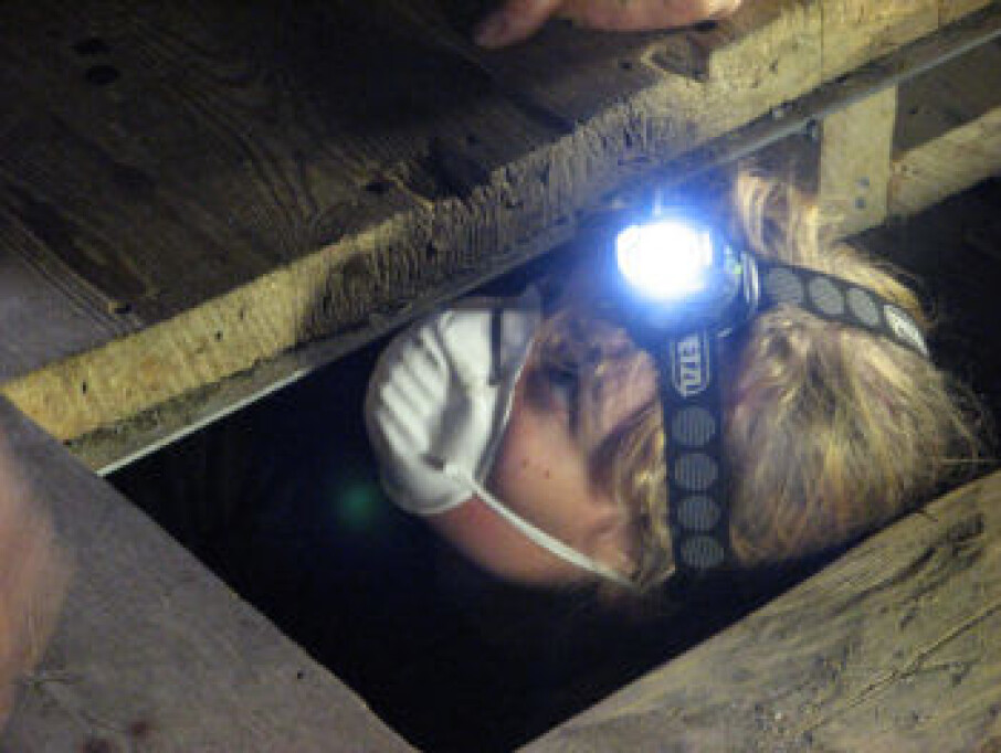 Not all tree rings are easily accessible. Photo shows researcher Helene Løvstrand Svarva in the field. (Photo: Jan Michael Stornes)