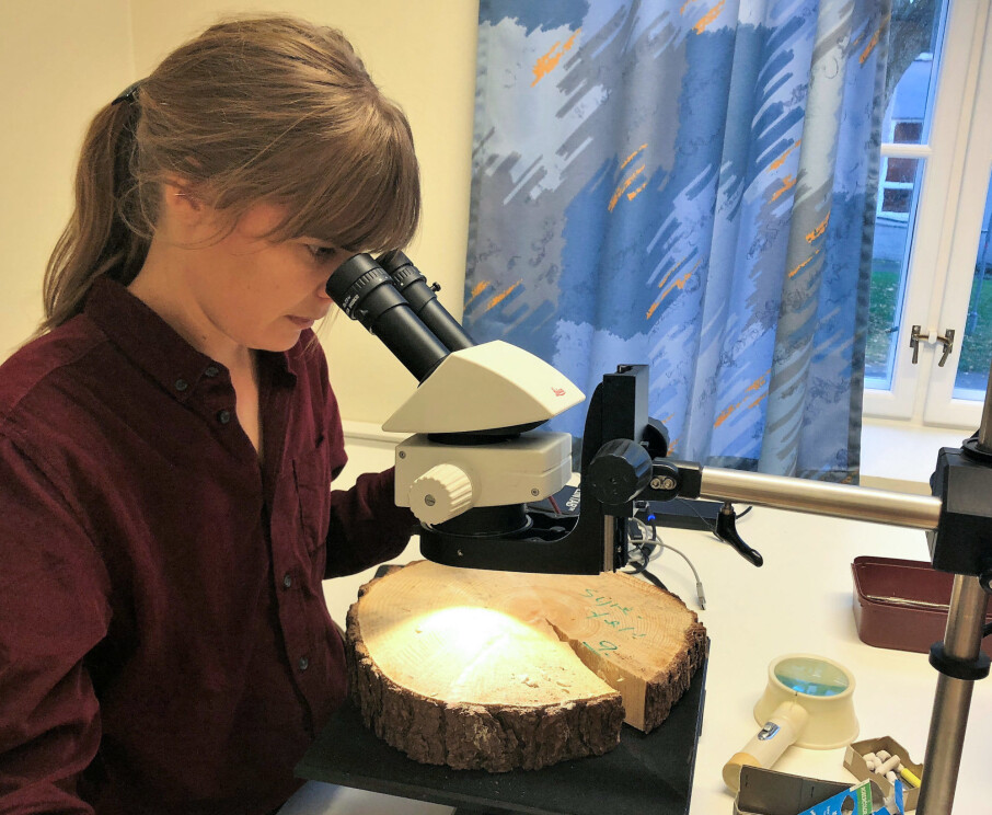 Researcher Helene Løvstrand Svarva compares summer temperatures over time to learn more about how the climate has changed throughout history. (Photo: Kjersti Lunden Nilsen)
