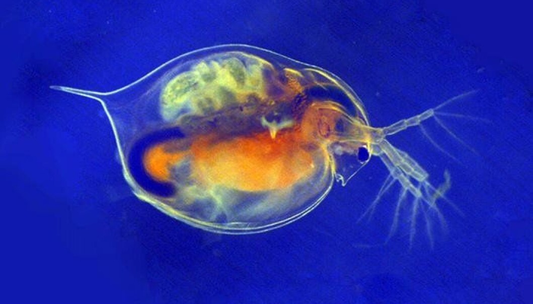 The scientists examined how silver and titanium dioxide nanoparticles behave in wastewater treatment plants, and how marine and freshwater organisms - such as Daphnia Magna - are affected by them. (Photo: NIVA) The scientists examined how silver and titanium dioxide nanoparticles behave in wastewater treatment plants, and how marine and freshwater organisms - such as Daphnia Magna - are affected by them. (Photo: NIVA)