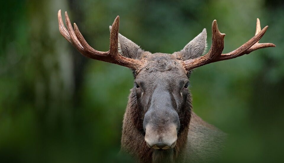 What’s missing is a comprehensive management plan that takes into account how much moose impact all the other species in the forest, says one researcher. (Photo: Shutterstock, NTB Scanpix)