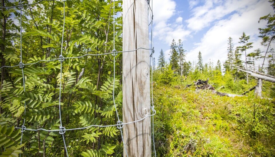 The difference between the inside and outside of the fence is huge. The deciduous forest thrives where moose don’t have access.