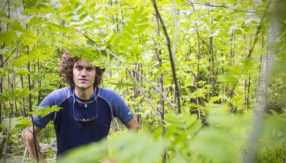 Who speaks on behalf of the rowan tree since it has no economic value? asks Anders Lorentzen Kolstad.